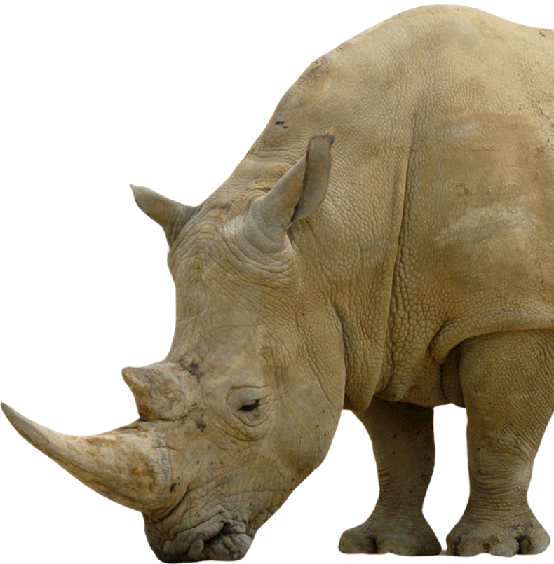 Top Right Rhinoceros